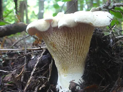 Cantharellus subalbidus