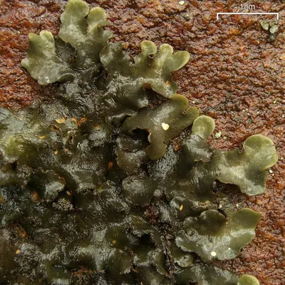 Beauvois' spotted felt lichen