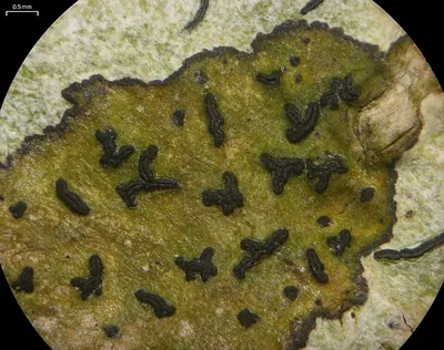 Zwackhia viridis