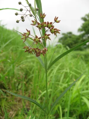 Vincetoxicum mukdenense