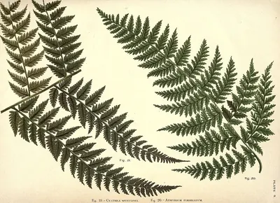 Alsophila spinulosa