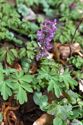 Hollowroot