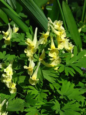 Corydalis bracteata