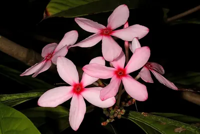 Shrub vinca