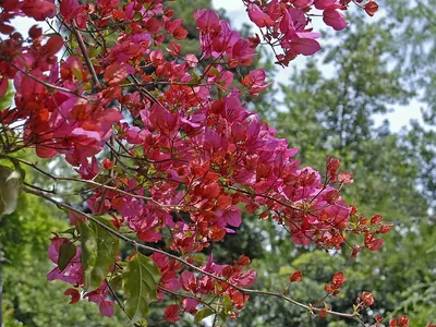 Bougainvillea buttiana