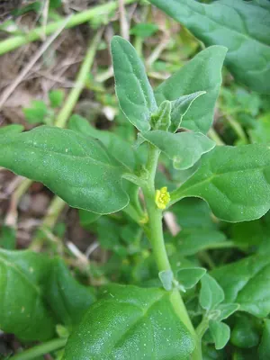 Tetragonia tetragonoides