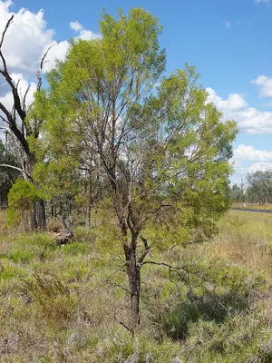 Eremophila mitchellii