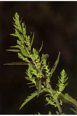 Goosefoot