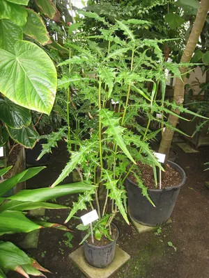 Acanthus polystachyus