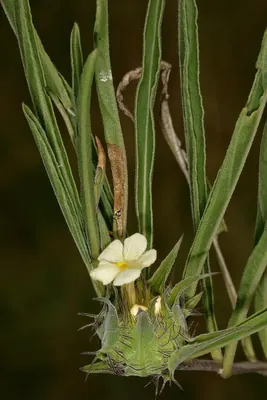 Crabbea cirsioides