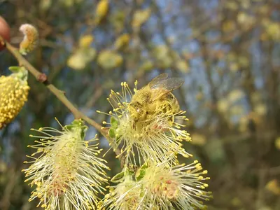 Large gray willow