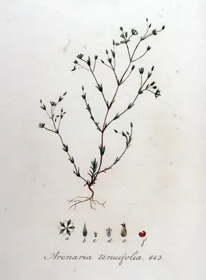 Sabulina tenuifolia