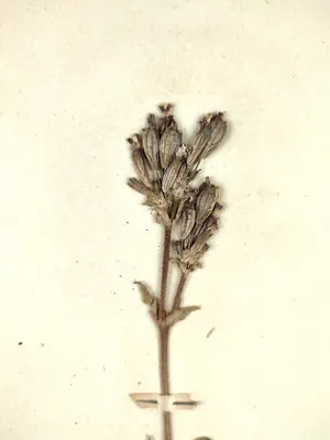 Silene fuscata