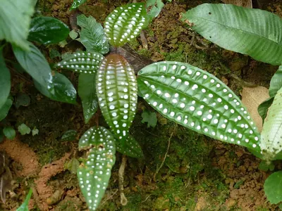 Blastus cochinchinensis