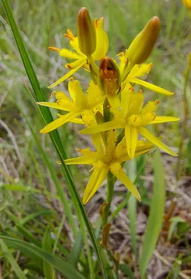 Bog asphodel