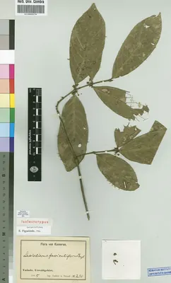 Lasiodiscus fasciculiflorus