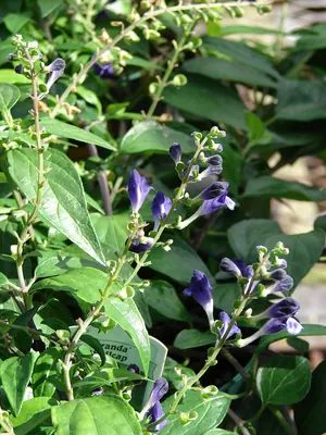 Scutellaria javanica