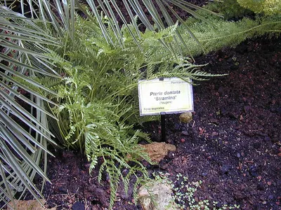 Pteris dentata