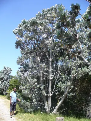 Silver tree