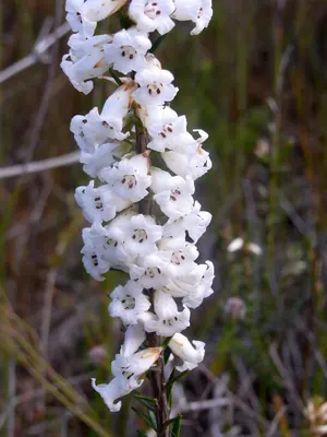 Epacris obtusifolia