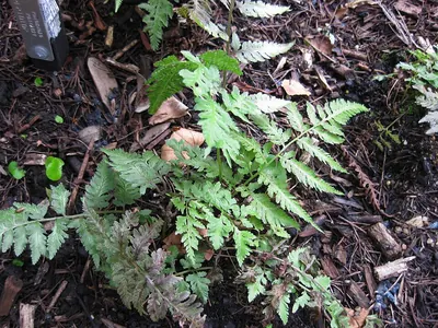 Eared Lady Fern