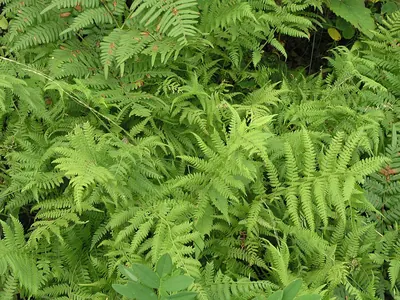 Athyrium yokoscense