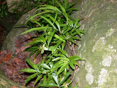 Leptochilus ellipticus