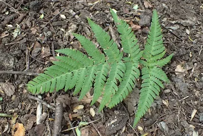 Dryopteris varia