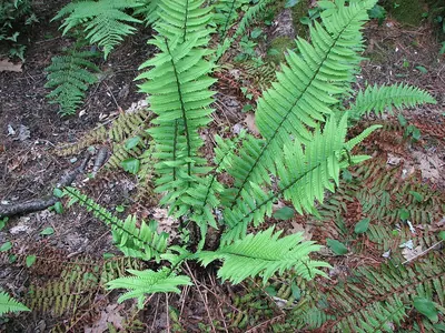 Dryopteris polylepis