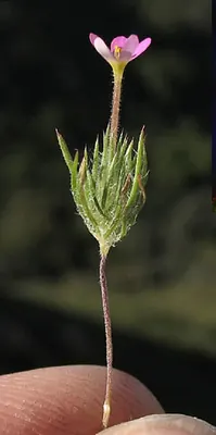 Whiskerbrush