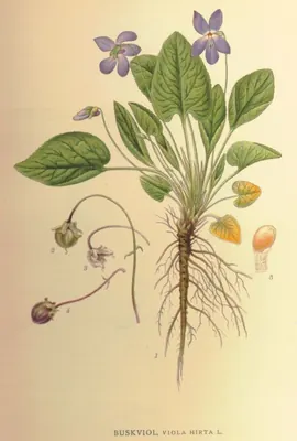 Hairy violet