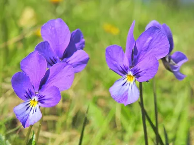 Viola declinata