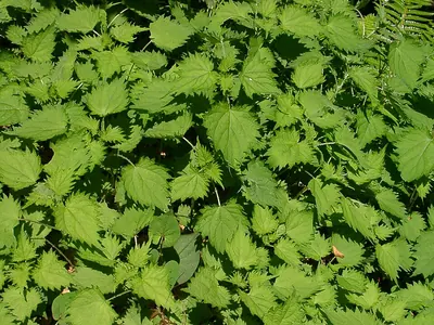 Urtica thunbergiana