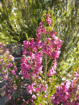 Spanish heath