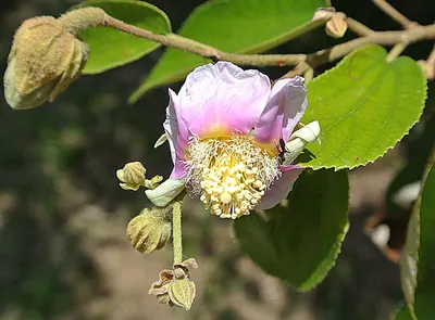 Luehea divaricata