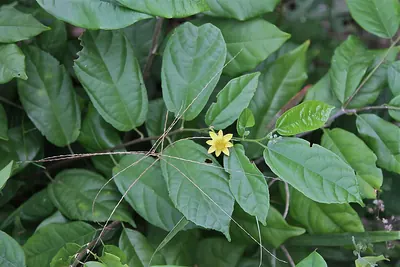 Glyphaea brevis