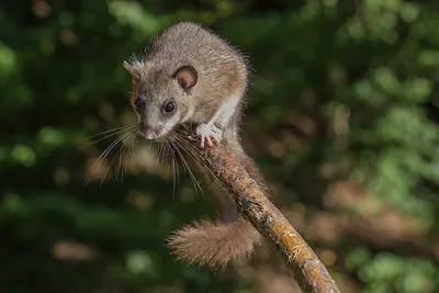 Squirrel-tailed Dormouse