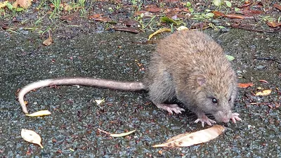 Ryukyus Islands Tree Rat