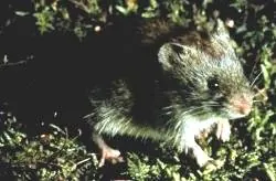 Southern Red-backed Vole