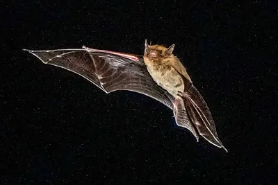 Japanese Pipistrelle