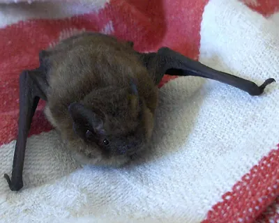 Soprano Pipistrelle