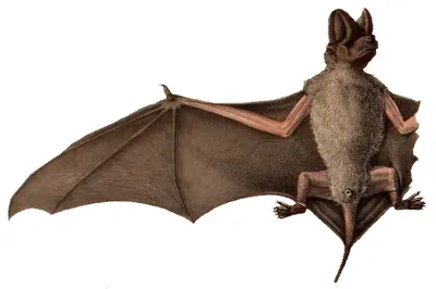 White-bellied Free-tailed Bat
