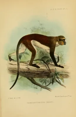 Dent’s Monkey