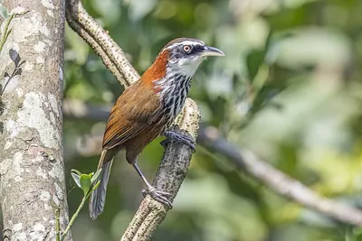 Taiwan Scimitar Babbler