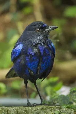 Taiwan Whistling Thrush
