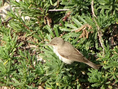 Eastern Olivaceous Warbler