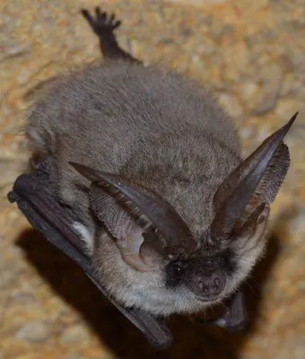 Grey Long-eared Bat