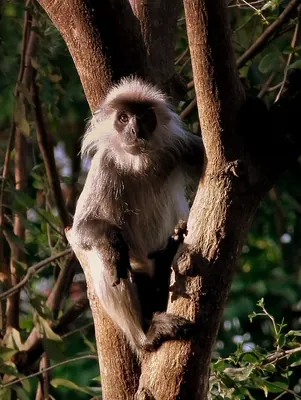Elliot's silver langur