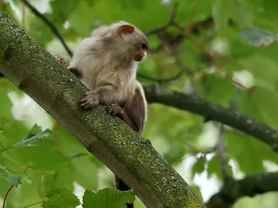 Black-tailed marmoset