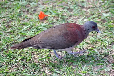 Malagasy Turtle Dove